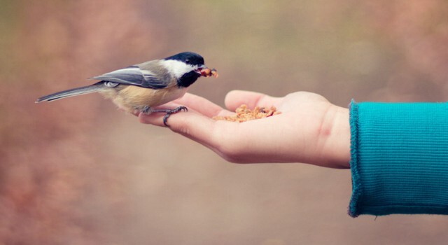 birdhand