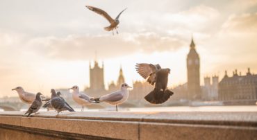 Foreign Freedom Investing 2006