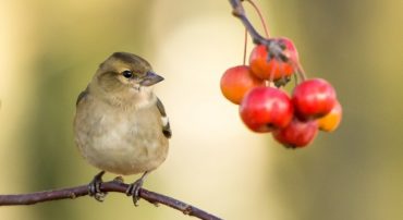 Conservation Easements