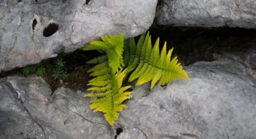 Consider Delaying Social Security Benefits