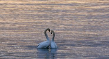 Life Insurance: Determining Your Need
