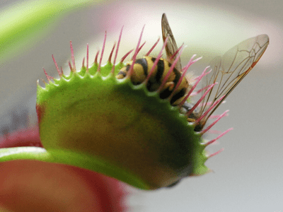 Venus Flytrap