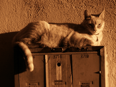 Stress is not your enemy