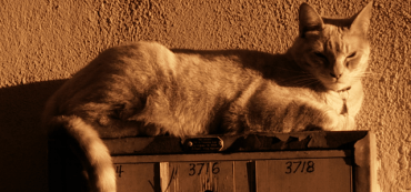 Stress Is Not Your Enemy