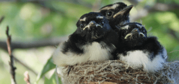 #TBT Full-Nest Syndrome