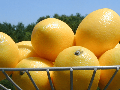 Lemon Basket