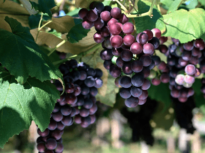 Purple Grape Vine