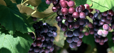 A Wealth of Satisfaction