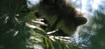 The Absolutely Last Chance for a Massive Roth Conversion