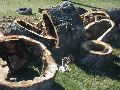 Trees fall if they lack core values. Trees fall if they lack core values.