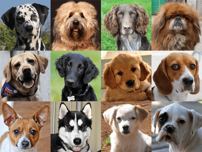 Dogs Dogs