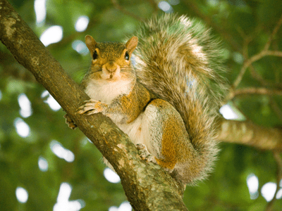 Squirrel