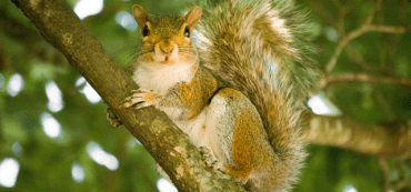 Squirrel Away Money While You Can