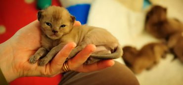 Financially Savvy Kittens on Gifts to Charity