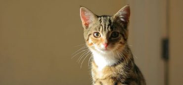 Financially Savvy Kittens on the Definition of Success