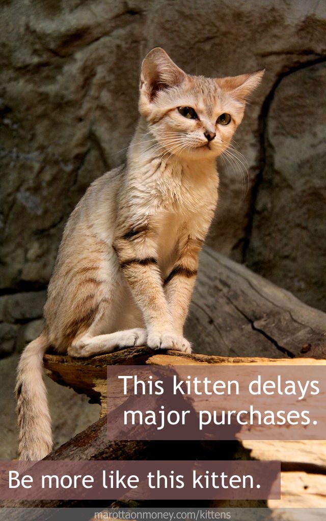 This kitten delays major purchases.