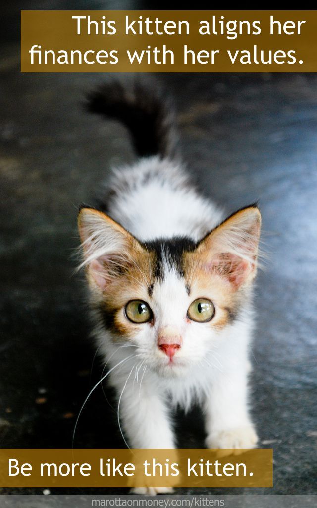 This kitten aligns her finances with her values.