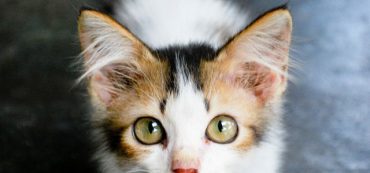 Financially Savvy Kittens on Value Wealth Management