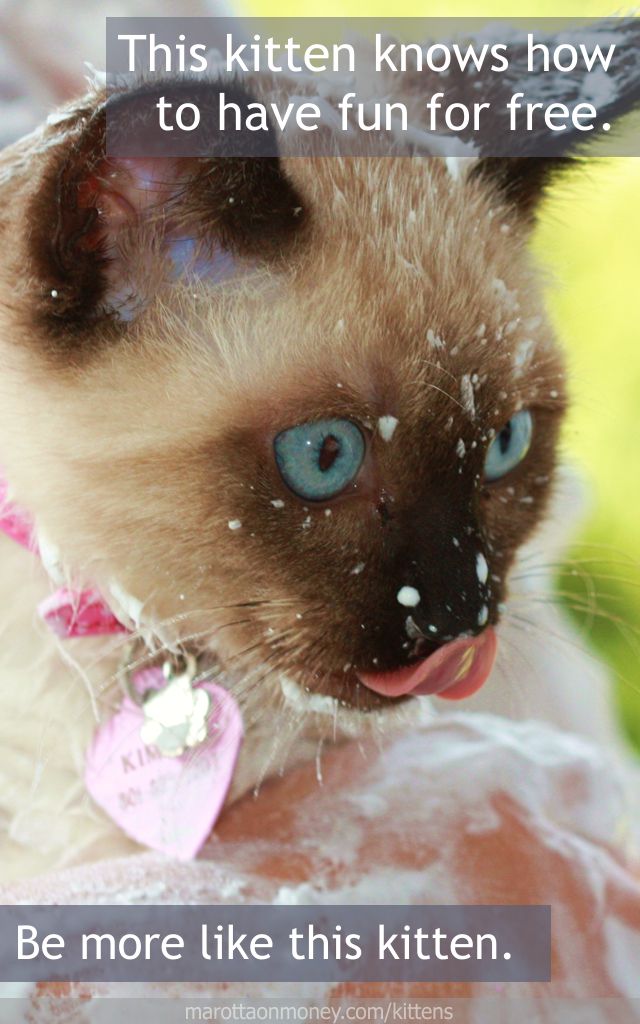 This kitten knows how to have fun for free.