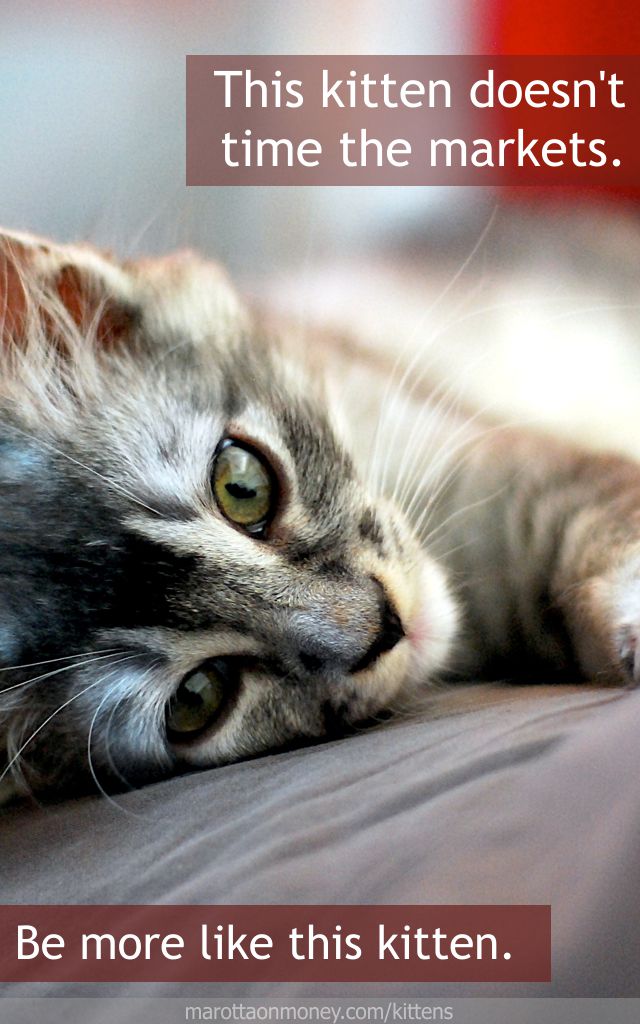 This kitten doesn't time the markets. This kitten doesn't time the markets.