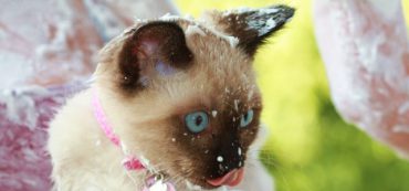 Financially Savvy Kittens on Free Fun Games