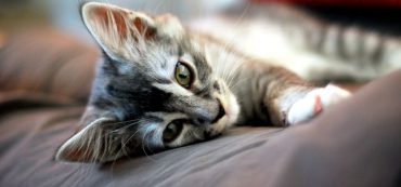 Financially Savvy Kittens on Market Timing