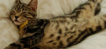 Financially Savvy Kittens on Retirement Planning