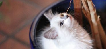 Financially Savvy Kittens on Earning Money