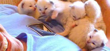 Financially Savvy Kittens on Retirement Plans