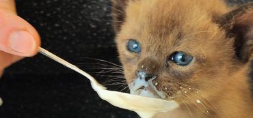 Financially Savvy Kittens on Basic Economics