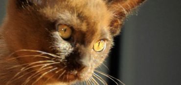 Financially Savvy Kittens on 401(k) Matches