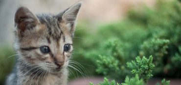 Financially Savvy Kittens on Honoring the Budget