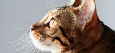 Financially Savvy Kittens on Retirement in Retirement Planning