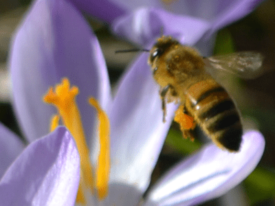 Flower and Bee Flower and Bee
