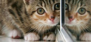 Financially Savvy Kittens on Freedom Investing 2013