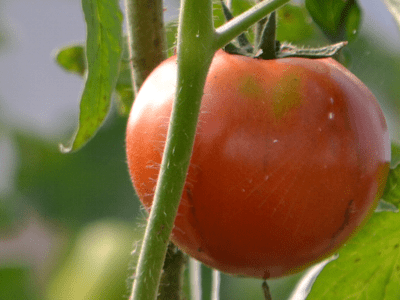 The sun ripening a Polyface Farms tomato