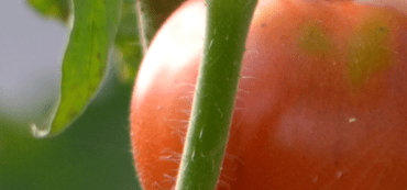 We Buy Local Produce Because It Is Better, Not Because It Is Local