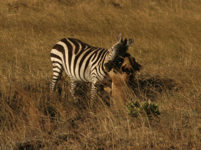 Lion vs. Zebra Lion vs. Zebra