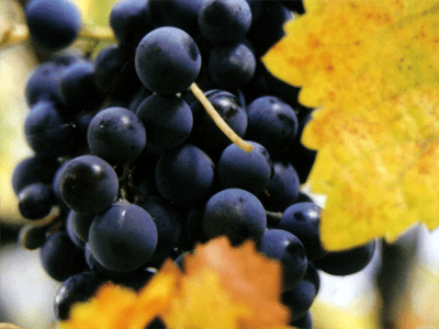 Myth: A Will Determines How Your Assets Are Distributed When You Die Myth: A Will Determines How Your Assets Are Distributed When You Die