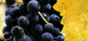 Myth: A Will Determines How Your Assets Are Distributed When You Die