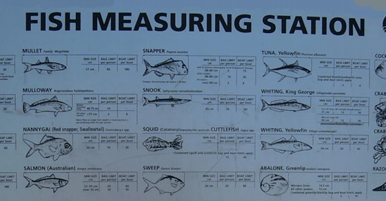 Fish Measuring Station Fish Measuring Station