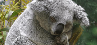 Advisors Must Stop Client Self-Destruction