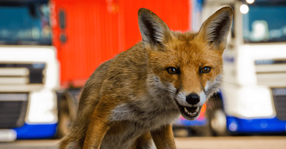 Hungry Fox
