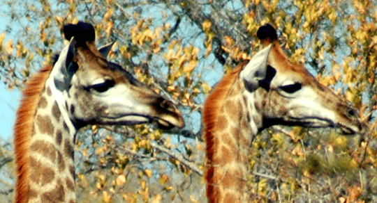 Two Giraffes
