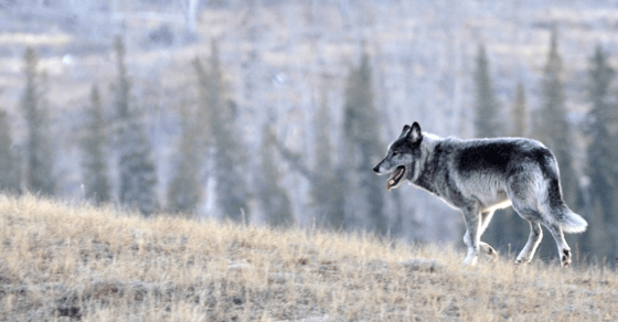 Wolf