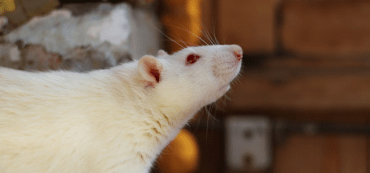 Are We Lab Rats?