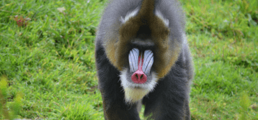 Why a Monkey Throwing Darts Could Boost Your Returns