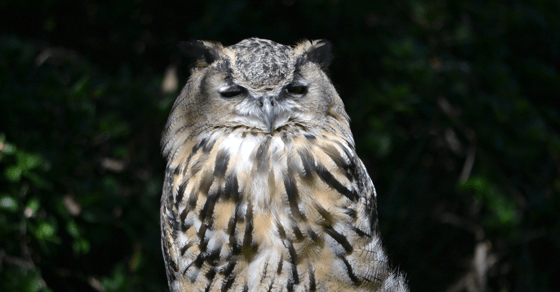 Wise Old Owl Wise Old Owl