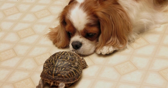 Dog and Turtle