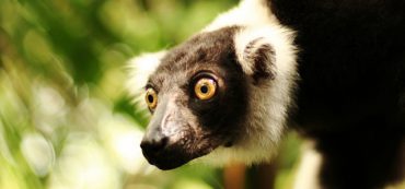 Does Market Volatility Cause Post-Traumatic Stress?